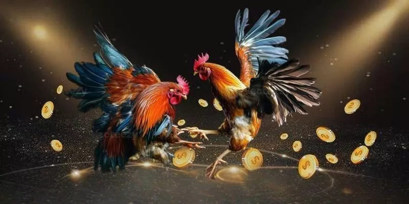 Các câu hỏi thường gặp về đá gà ws168 tại MAY88